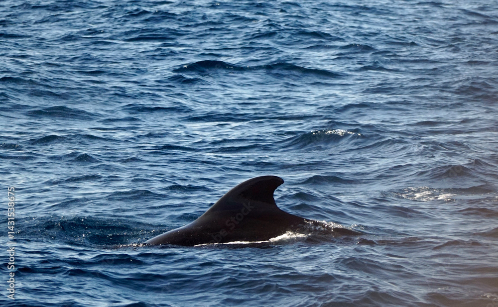 Naklejka premium pilot whale in the indian ocean