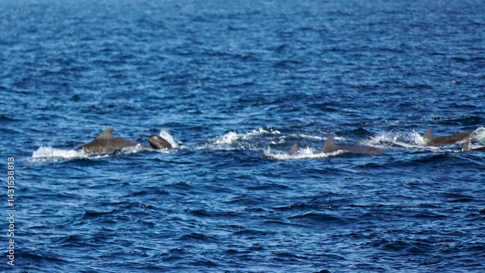 pilot whale in the indian ocean pilot whale in the indian ocean