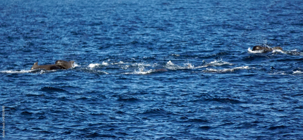 Obraz premium pilot whale in the indian ocean