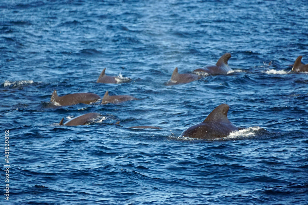 Naklejka premium sperm whale in the indian ocean