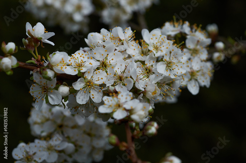 Branch cherry blossoms in spring