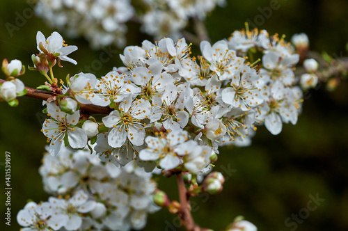 Branch cherry blossoms in spring