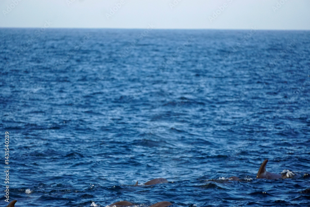 Obraz premium sperm whale in the indian ocean