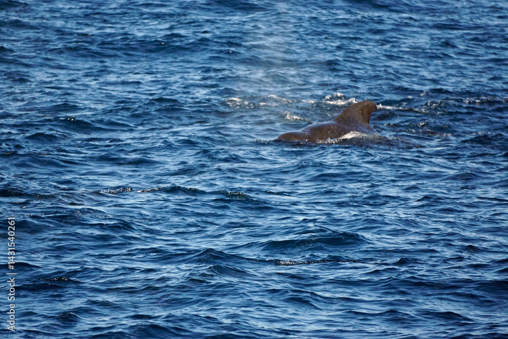 Fototapeta premium sperm whale in the indian ocean