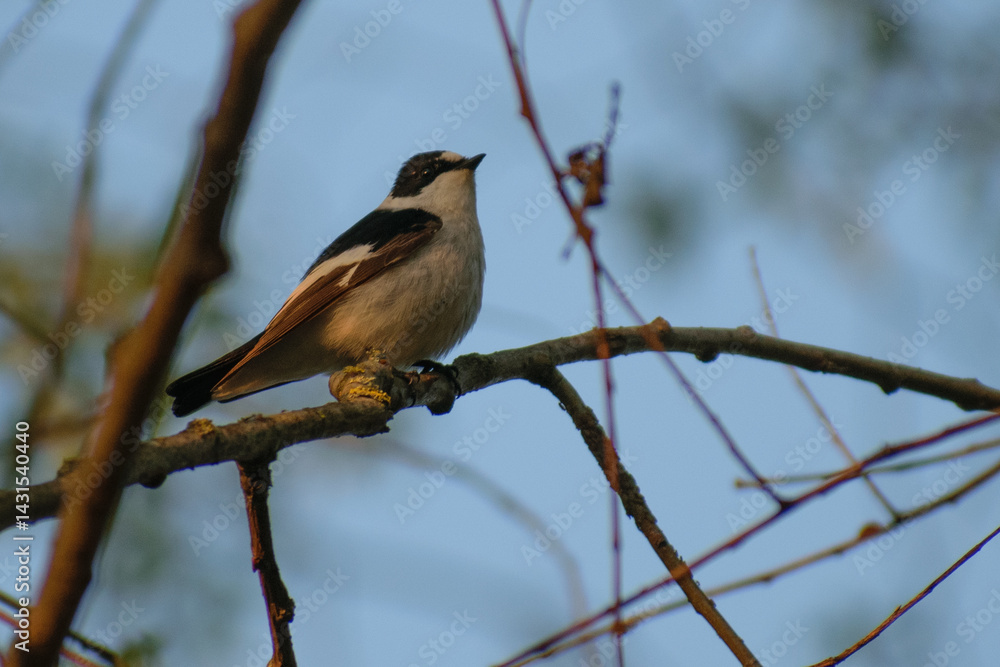 Collared Flycatcher on the tree Collared Flycatcher on the tree