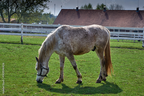Horse grazing in a meadow in spring.