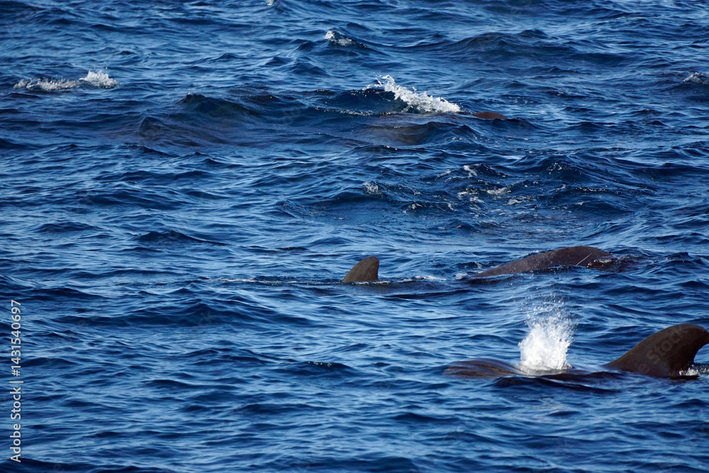 Obraz premium pilot whale in the indian ocean