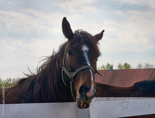 The horse is grazing in the spring meadow. Close-up shot of a horse's head