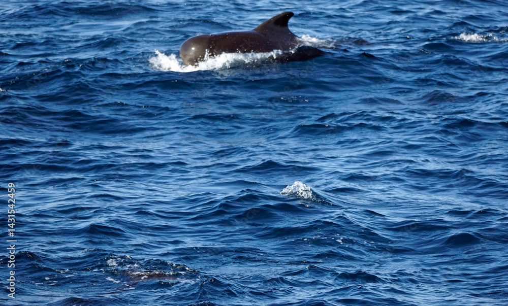 Fototapeta premium dolphin watching tour in mirissa