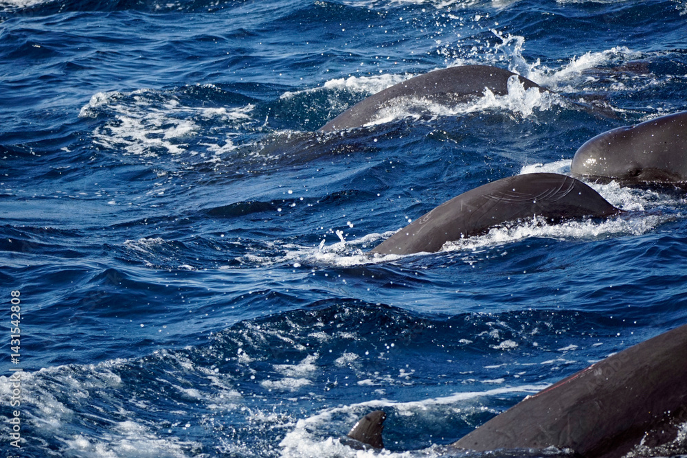 Fototapeta premium dolphin watching tour in mirissa