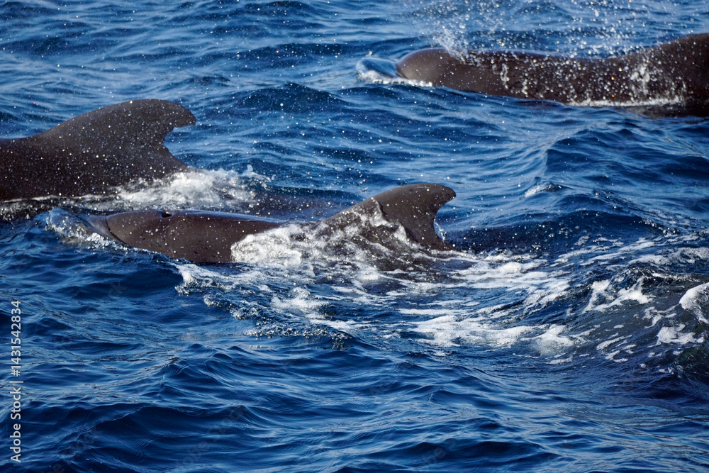 Fototapeta premium dolphin watching tour in mirissa