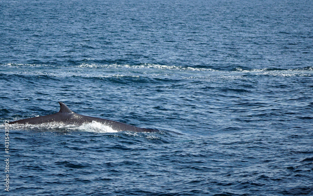 Naklejka premium humpback whale in the indian ocean