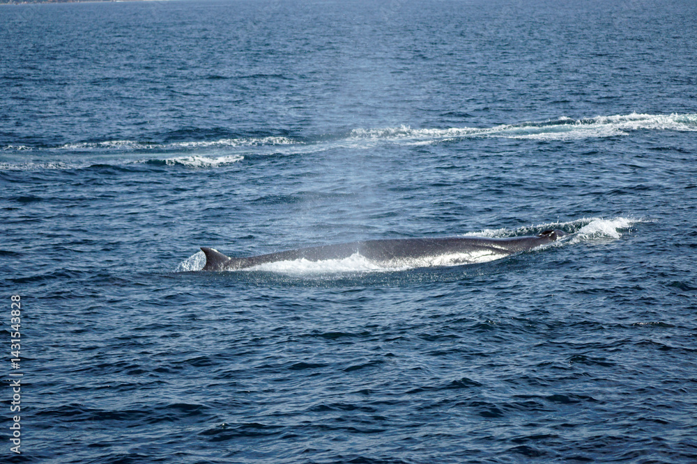 Fototapeta premium humpback whale in the indian ocean