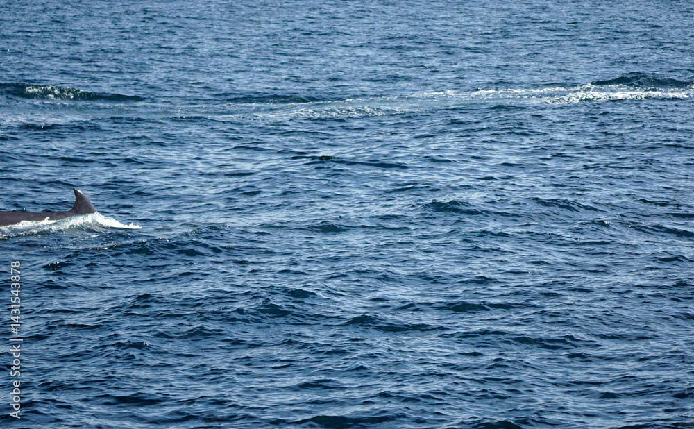Fototapeta premium humpback whale in the indian ocean