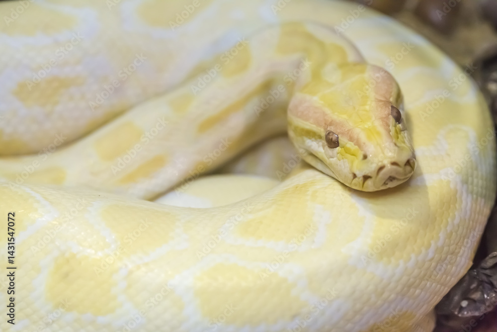 Fototapeta premium Gold Python