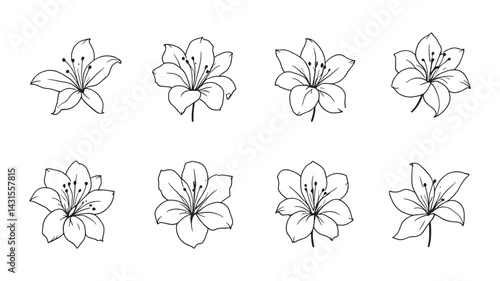 Oriental Lily line art elegant flower illustration in fine detail