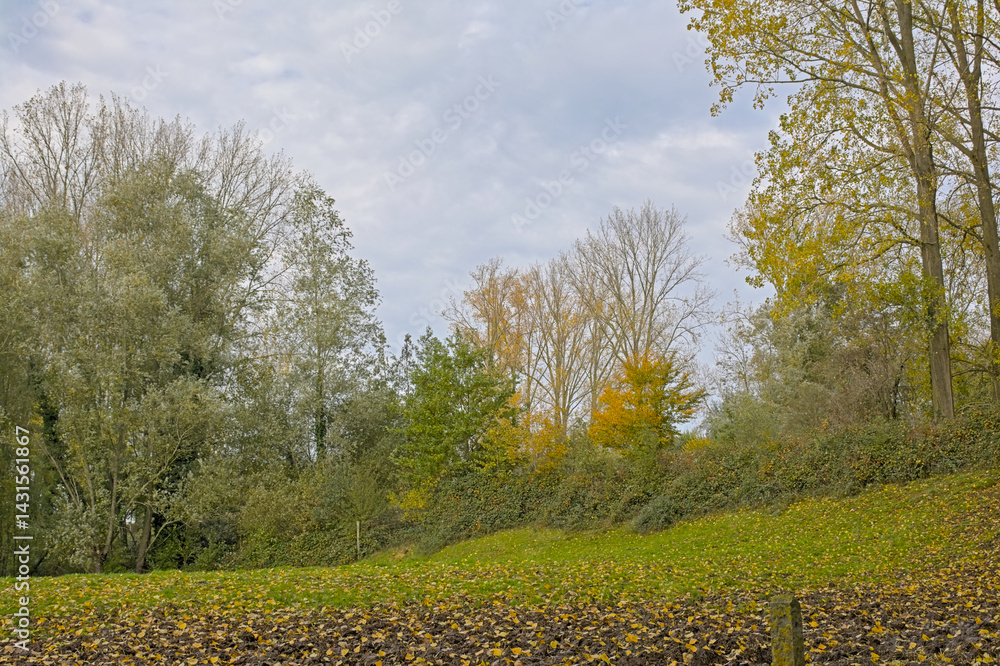 Naklejka premium autumn marsh landscape in Bourgoyen nature reserve, Ghent, Flanders, Belgium 
