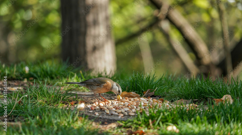 Fototapeta premium A bird pecks at seeds on cut grass