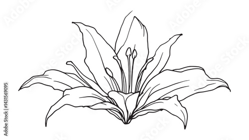 Turk’s Cap Lily line art delicate floral design in ink