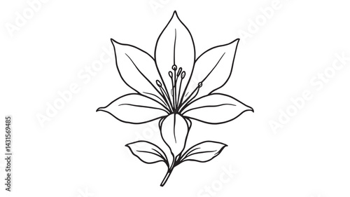 Turk’s Cap Lily line art elegant botanical outline for print