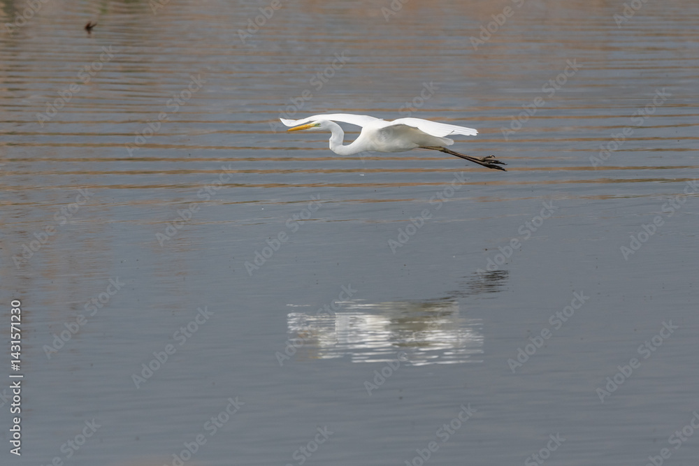 Great egret (Ardea alba) in flight in a pond. Great egret (Ardea alba) in flight in a pond.