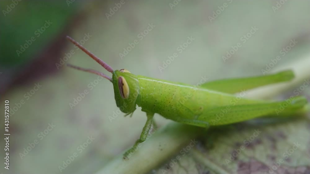 green grasshopper walking on leaves green grasshopper walking on leaves