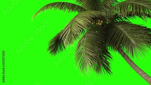 Animation wind blowing and tropical palm tree on transparent background.
Palm trees on transparent background with alpha channel.