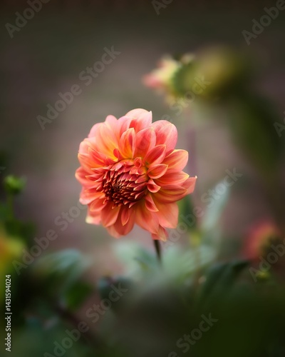 Vibrant Orange Dahlia Flower Close-Up