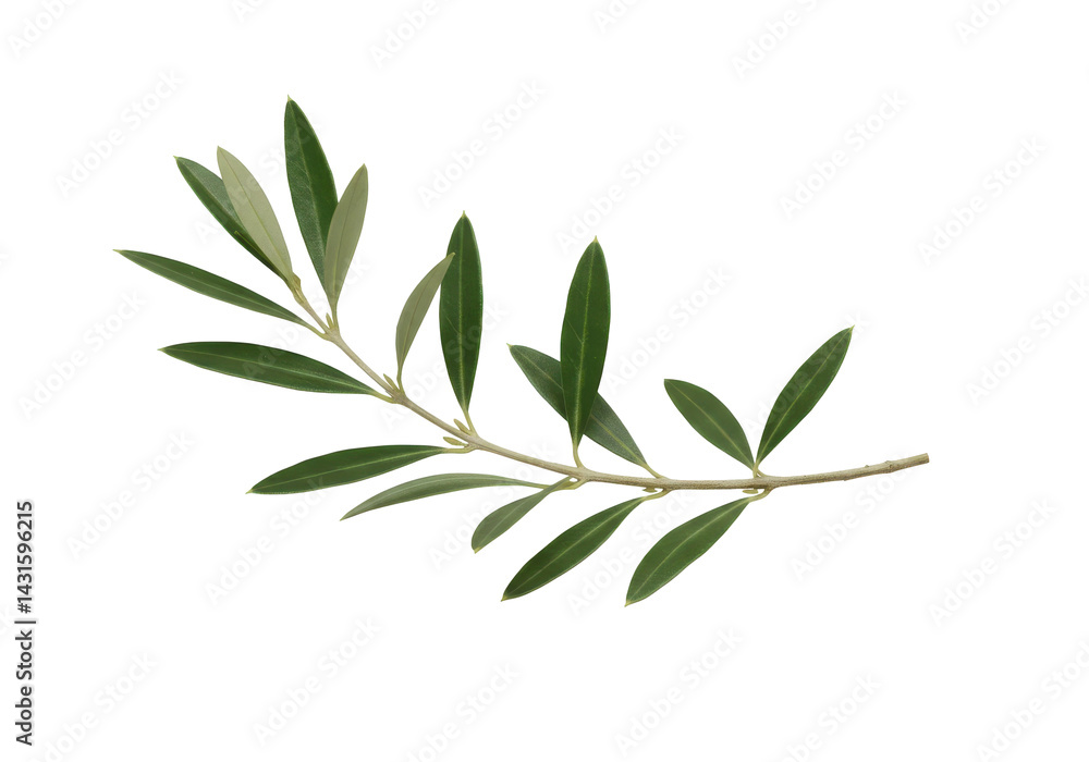 Olive branch Verdant sprig against night hope natures peace Olive branch Verdant sprig against night hope natures peace
