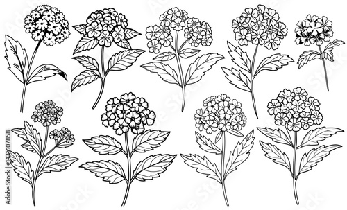 Yarrow botanical illustration depicting intricate plant anatomy, featuring clustered blossoms rendered in precise line art style, highlighting botanical details with scientific accuracy