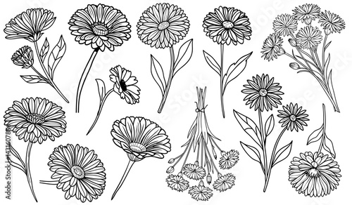 Calendula officinalis botanical line drawing, marigold flowers bundled together, showcasing delicate petals ideal for artistic rendering and educational botanical resources