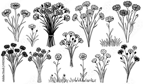 Set of monochrome illustrations featuring cornflowers, showcasing individual plants, bouquets tied with string, and clusters growing amidst grassy patches, all depicted in a detailed line art style