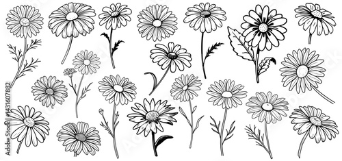 Hand drawn set of wild chamomile flowers growing in a field, depicted as elegant line art with detailed petals and leaves, creating a botanical illustration suitable for various design applications