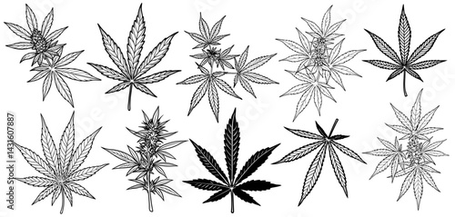 Cannabis plant line art illustration tracking developmental stages from seedling to flowering. Technical depiction supports use in botanical studies, pharmaceutical contexts and herbal product design.