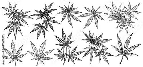 Set of detailed line art illustrations depicting cannabis plants with distinct leaf structures and flowering tops. Suitable for pharmaceutical packaging, botanical designs, and herbal medicine themes.