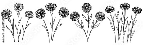 Minimalist botanical illustration showcasing various cornflowers, depicted with simple lines and delicate details, creating a natural and elegant design suitable for various applications