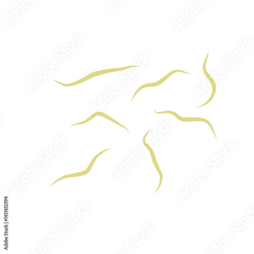 Illustration Ascaris