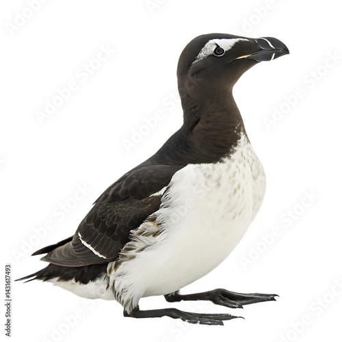 Great auk bird isolated on a transparent background
