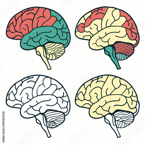 Detailed Brain Illustrations: Four Color Variations - Vector Graphics.