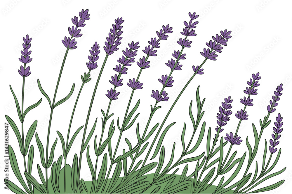 Obraz premium 2 Purple lavender field, vibrant floral arrangement, lush green foliage, botanical illustration, white background, detailed plant stems, aromatic herbs, garden border, natural texture, symmetrical com