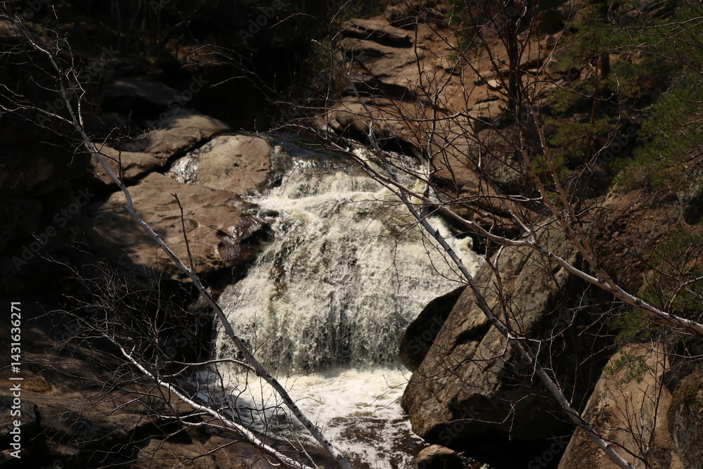 Obraz premium dead tree stump