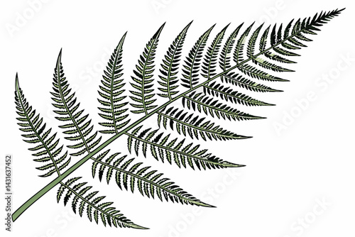 4 Vibrant green fern, detailed fronds, botanical illustration, white background, high resolution, photorealistic, nature photography, symmetrical composition, lush foliage, intricate leaf structure, v