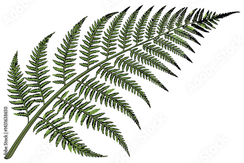 4 Vibrant green fern, detailed fronds, botanical illustration, white background, high resolution, photorealistic, nature photography, symmetrical composition, lush foliage, intricate leaf structure, v