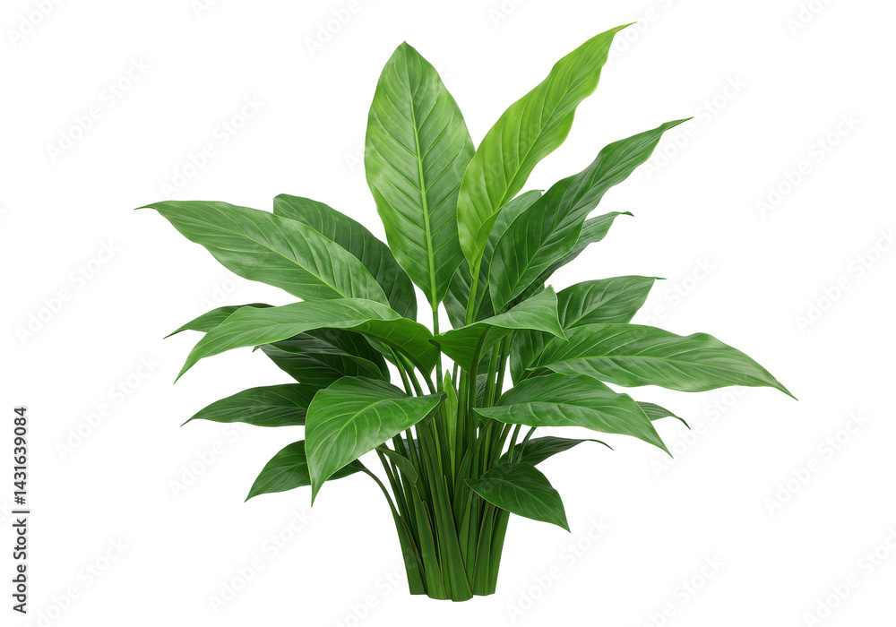 Verdant spathiphyllum flourishing against the stark backdrop of a black abyss Verdant spathiphyllum flourishing against the stark backdrop of a black abyss