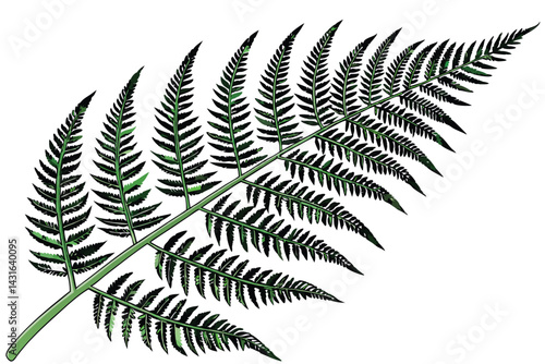 4 Vibrant green fern, detailed fronds, botanical illustration, white background, high resolution, photorealistic, nature photography, symmetrical composition, lush foliage, intricate leaf structure, v