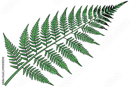 4 Vibrant green fern, detailed fronds, botanical illustration, white background, high resolution, photorealistic, nature photography, symmetrical composition, lush foliage, intricate leaf structure, v