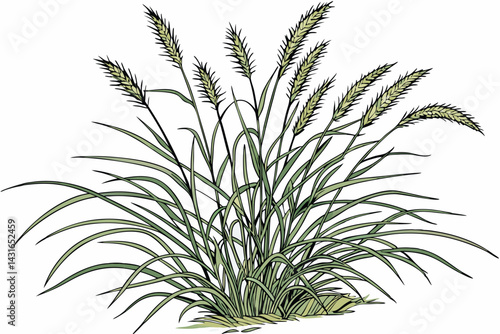 6 Ornamental grass, wispy green blades, clumping growth habit, isolated on white background, botanical illustration, detailed texture, soft lighting, natural plant form, decorative foliage, garden des