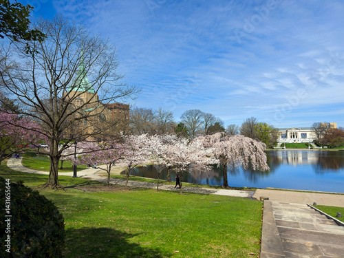Wade Lagoon in the University Circle district of Cleveland Ohio reflects the art museum at its far end amid flowering cherry trees in spring.