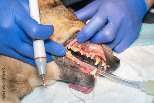 A lot of tartar/calculus dental in the dog on the corner teeth (concept veterinary stomatology)