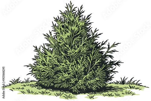 11 Conical evergreen shrub, vibrant green foliage, dense arborvitae, landscaping plant, ornamental topiary, garden cypress, textured leaves, symmetrical shape, compact tree, natural outdoor setting, w